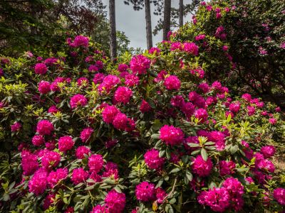 Rhododendronpark Hutberg