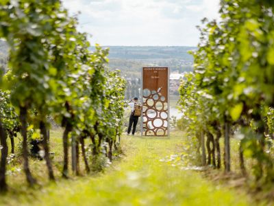 SCHÖNSTE WEINSICHT 2020 - Weinbergsblick über Diesbar-Seußlitz