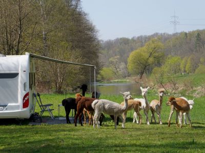 Hofladen Alpakas im Chemnitztal
