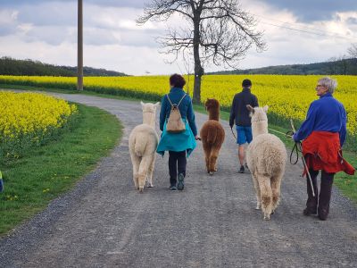Alpakaspaziergang in Bad Gottleuba