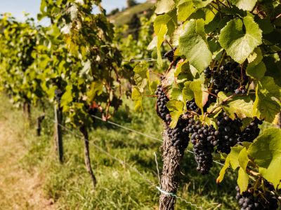 Ökologischer Weinberg am Burgberg Meißen der Sächsischen Landesstiftung Natur und Umwelt