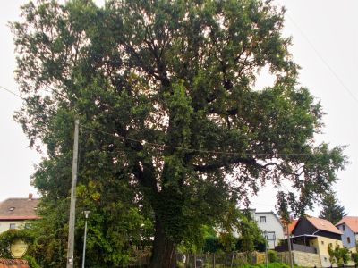 Alte Pesteiche (Pesterwitz)
